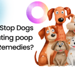 How to Stop Dogs from Eating poop Home Remedies?