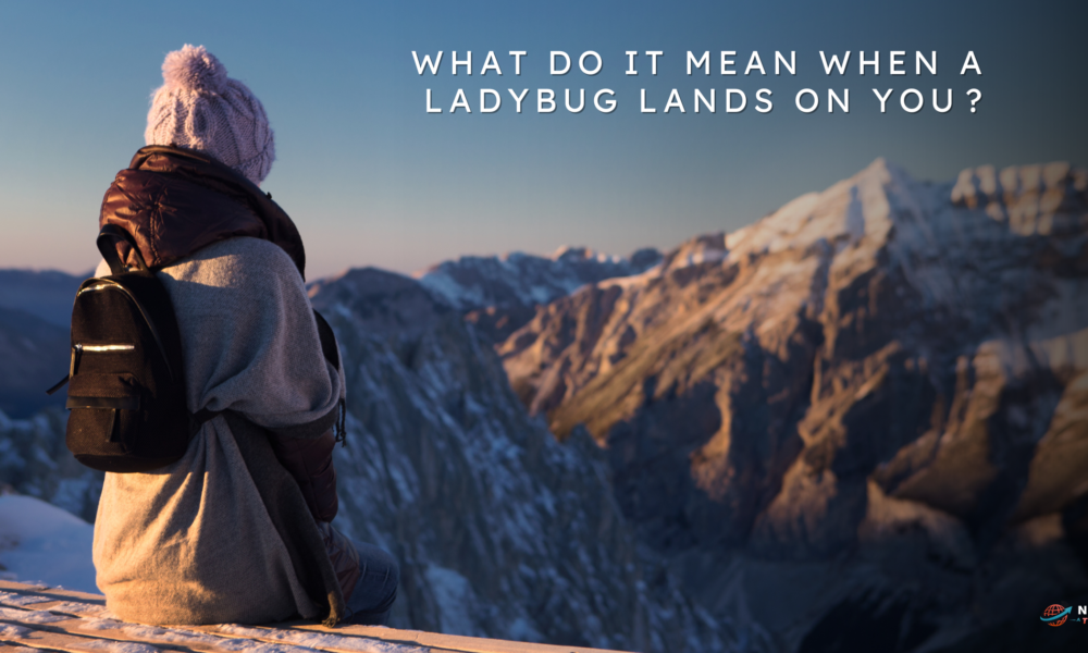 what do it mean when a ladybug lands on you​?