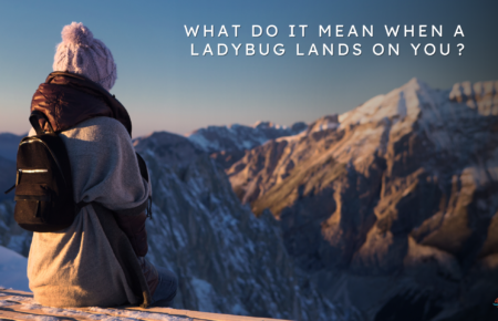 what do it mean when a ladybug lands on you​?