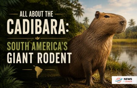 Cadibara