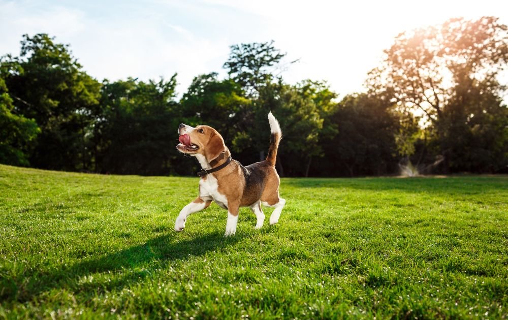 Beagle
